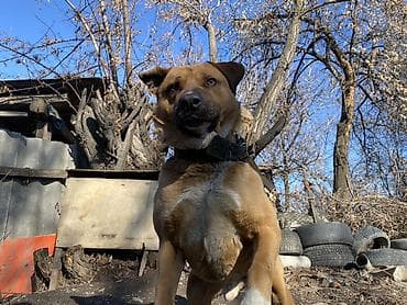 волкодав купить: Амстафф, 2 года, Самец, С прививкой — 2