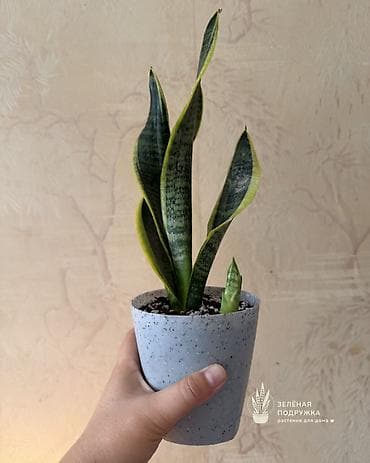санса: 🌿 САНСИЕВЕРИЯ (Щучий хвост) Стильное и неприхотливое комнатное — 3