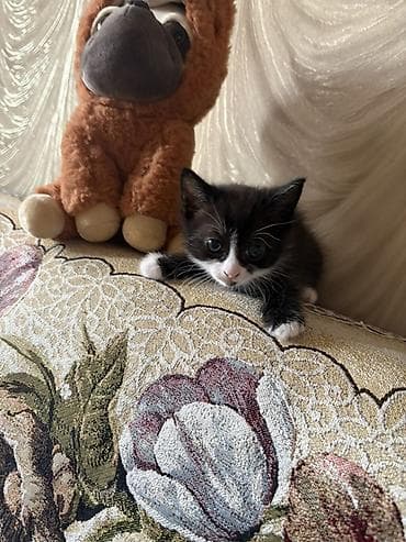 Иттер: Мышык бекер берилет: Породасыз, Ургаачы, Лотокко барууга үйрөтүлгөн — 2