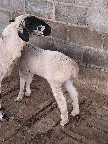 кошка беловодск: Сатам | Козу | Көбөйтүү үчүн | Асыл тукумдуу — 8