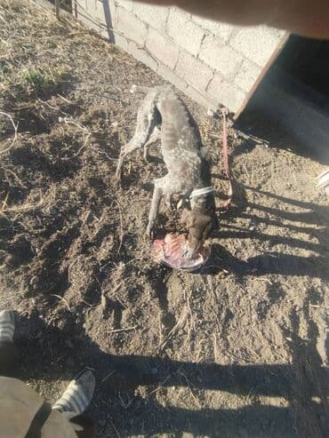 купить дрессированную немецкую овчарку: Курцхаар, 1 год, Самец — 1