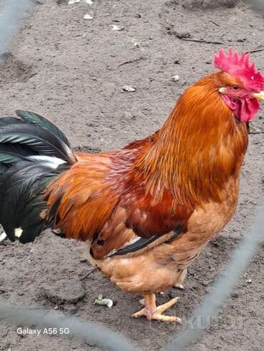 дом для собаки: Продаю | Петух | Для разведения — 4