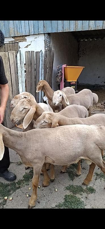бараны егнята: Продаю | Ягненок, Баран (самец) | Арашан | Для разведения | Племенные — 3