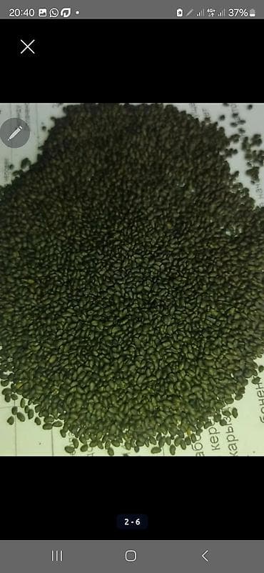 косим кукурузу: Семена люцерны!!! 
Сорт: Багира 
Есть гарантии на семена — 3