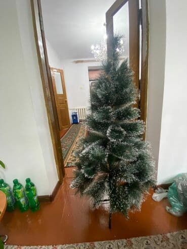 комнатные цветы каракол: Продаю — 1