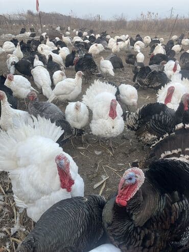 Кошки: 🦃 Индюки мясных пород — Бишкек, село Манас Предлагаем крупных — 7