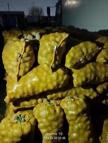 Картошка Оптом