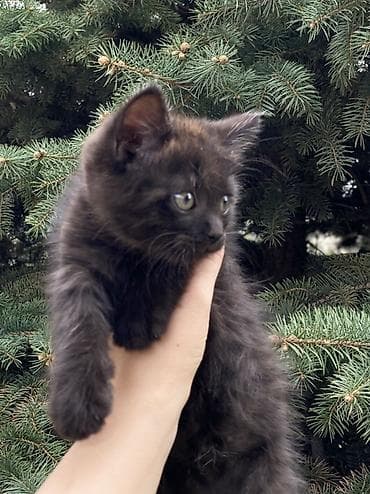 Үй жаныбарлары: Котята шотландской породы скоттиш фолд и скоттиш страйт Приучены к — 4