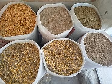 утята карабалта: Комбикорма и зерновые в мешках Ассортимент: - Кукуруза цельная - — 1