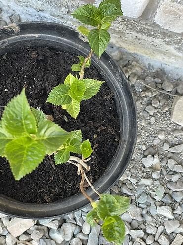 солнце: Саженцы — 7