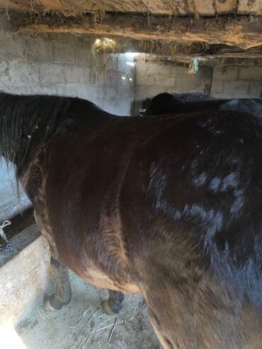 день сяпина: Продаю | Кобыла (самка) | На забой — 1