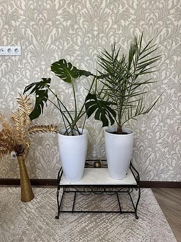 цветы комнотные: Комнатные растения в горшках Варианты из коллекции: - Фикус эластика — 6