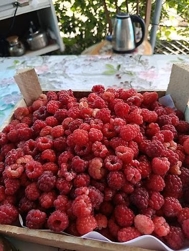 балык кумар: Малина Самовывоз — 5