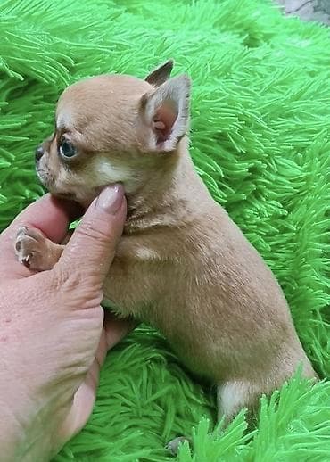 сельскохозяйственные животные продажа: Чихуахуа, 2 месяца, Самец, С прививкой, С родословной — 1
