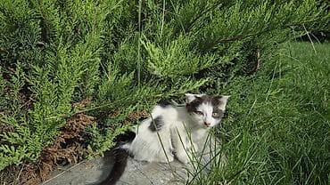 манчкин котенок: Котёнок, бело‑чёрный, короткошёрстный. На белой шерсти выраженные — 7