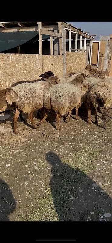 стельные тёлки: Продаю | Овца (самка) | Для разведения | Матка — 2