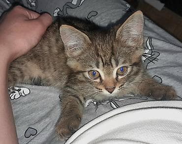кошка породистые: 2 месяца, Мальчик, Приучена к лотку — 5