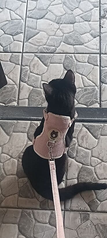 купить попугая неразлучника: Кошка даром: Бомбейская, 4 месяца, Мальчик, Проглистована — 3