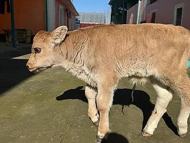 Услуги ветеринара: Продаю | Бык (самец), Музоо, торпок | Швицкая | На откорм, На забой, Для разведения | Искусственник — 4