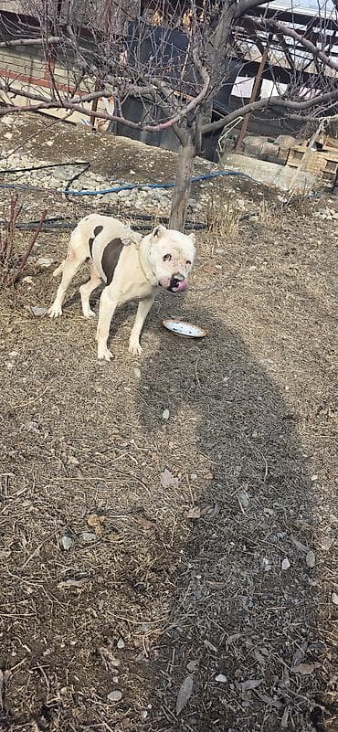 купить щенка русского спаниеля: Американский бульдог, кобель, белый с крупными темными пятнами на — 8