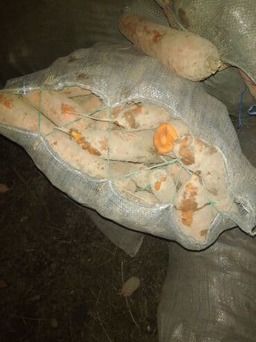 лейка садовая: Морковь — 2