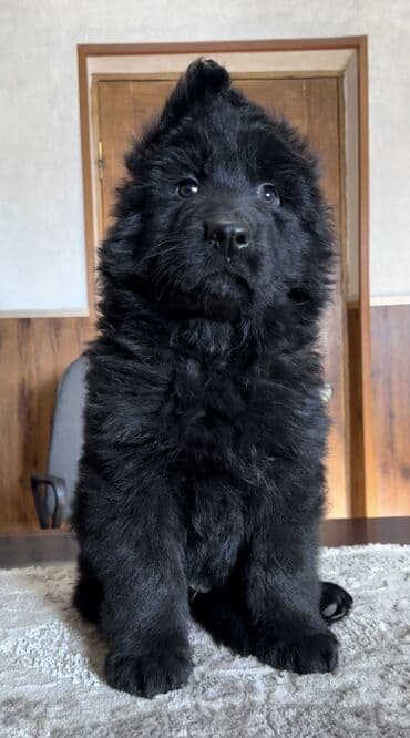 овчарка немецкий: Щенки немецкой овчарки, полностью чёрного окраса, есть длинношерстный — 2