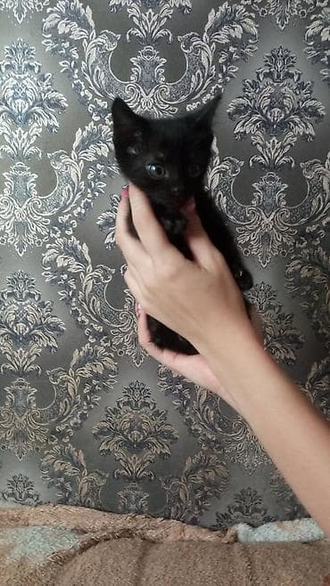 Кошка даром: Беспородная, 2 месяца, Мальчик, Приучена к лотку at lalafo.kg Кошка даром: Беспородная, 2 месяца, Мальчик, Приучена к лотку