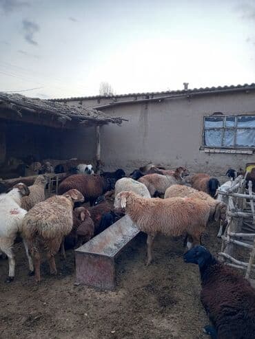 хомяк домашний купить: Продаю | Овца (самка) | Полукровка | Для разведения | Матка — 1