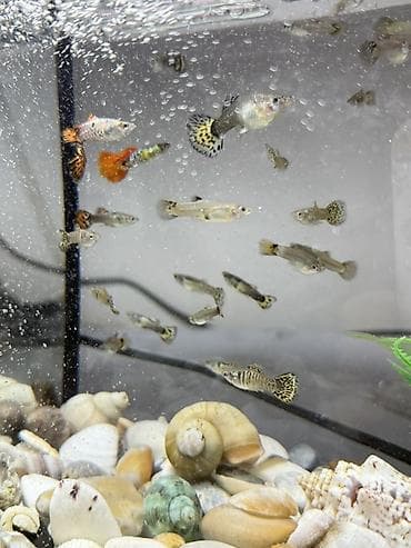 аквариумы: Продаю Аквариумный комплект с живыми гуппи фильтр и обогреватель в — 2