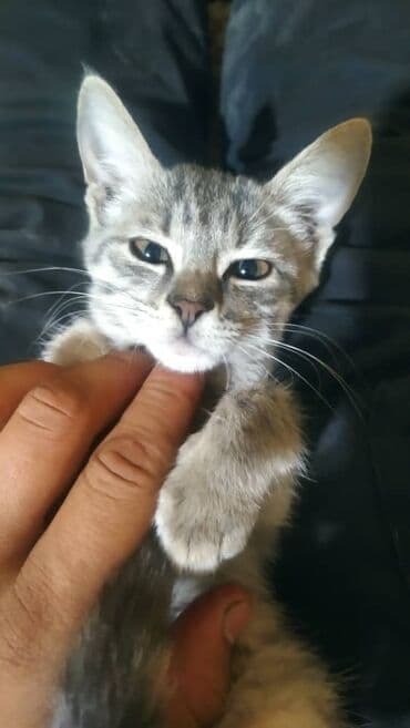 Британская короткошёрстная, 8 месяцев, Мальчик, Серый, С прививками at lalafo.kg Британская короткошёрстная, 8 месяцев, Мальчик, Серый, С прививками