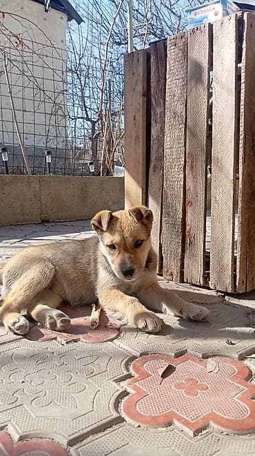 послушный собака: Собака даром: 3 месяца, Самка — 1