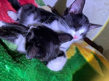 купить кошку манчкин: Кошка даром: Беспородная, 4 месяца, Девочка — 5