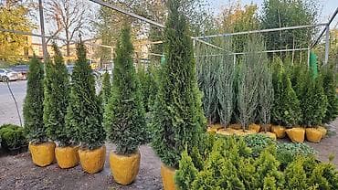 вечный спичка: Газонные семена и почвосмеси для газона - Марки: Green Field — 5