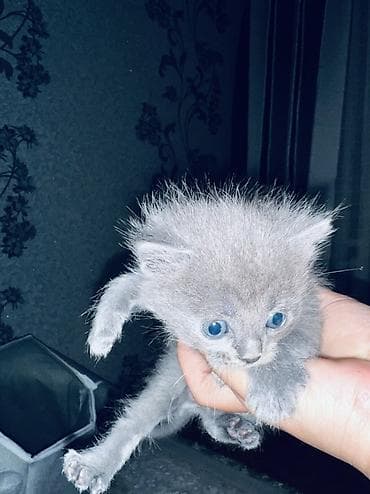 кошка белый: Котята, помет короткошёрстных серых и тигровых окрасов. Описание — 2