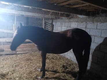 купить золотого ретривера: Продаю | Жеребенок — 4