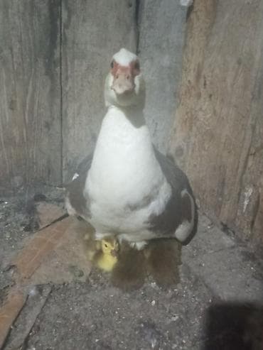 Животные: Мускусные утки (индоутки) с выводком утят. Описание: - Порода — 2