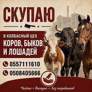 перепелки живые: Колбасный цех : Коровы, быки, | На забой, на мясо — 1