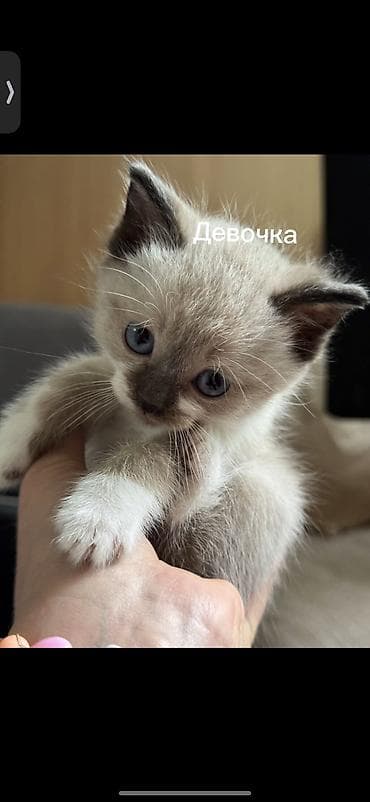 Кошка даром: Беспородная, 3 месяца, Девочка