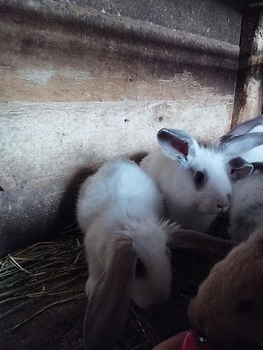 куры марьям бишкек: Кролики породы бабочка звонить и писать на номер  — 3