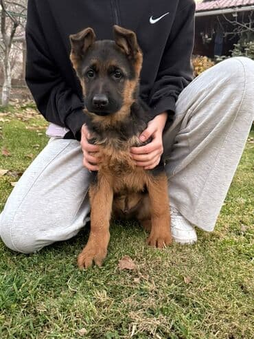 акустические системы sharp колонка в виде собак: Немецкая овчарка, 3 месяца, Самец, С прививкой — 3