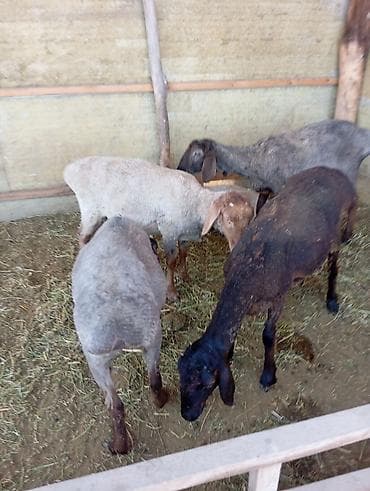 С/х животные и товары: Продаю | Овца (самка) | Эдильбаевская | Для разведения | Племенные — 1