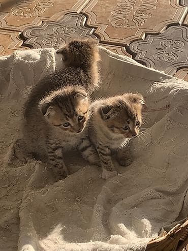 котята вислоухие бесплатно: Котята, домашний помет. - Возраст: совсем малыши (на фото видно — еще — 5