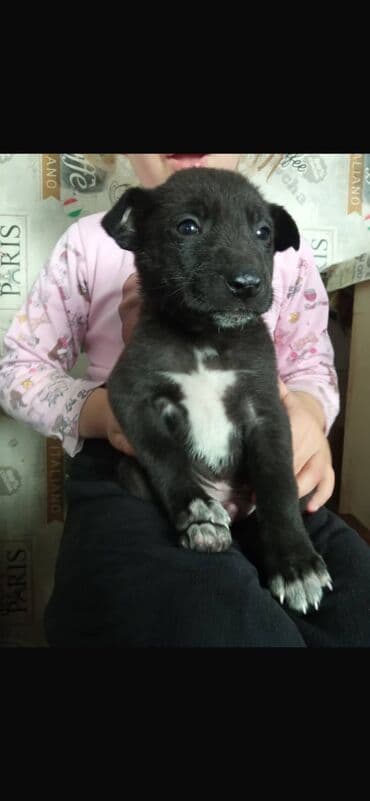 ахотничий собака: Отдам даром. В добрые руки, Щенки двортерьеры)) дворняжки, будут — 3