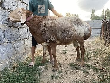 ветеринарный паспорт: Продаю | Баран (самец) | Арашан | Для разведения | Племенные, Осеменитель — 4