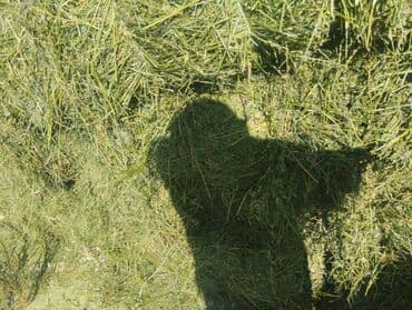 продажа щенков немецкой овчарки в бишкеке с документами: Сено в тюках - Прямоугольные тюки из луговой травы, плотное — 1