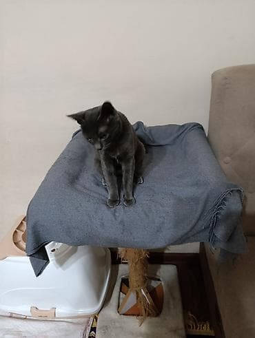 кот кошка: Кошка породы типа «русская голубая» (серо‑графитовая шёрстка — 2