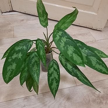 себе: Комнатные растения в декоративных горшках: 1) Шеффлера (Schefflera — 9