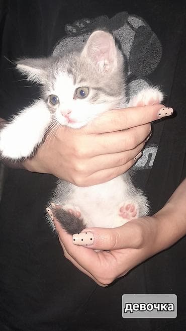 отдам хорошие руки котят: Отдадим котят в добрые руки, людям которые действительно любят — 8