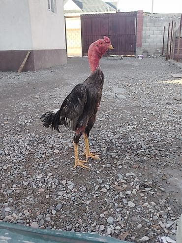 талас ат: Продаю | Куры — 3