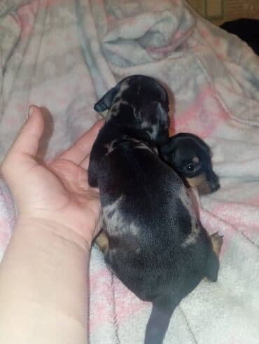 купить элитного щенка немецкой овчарки: Продаются щенки породы таксы, полтора месяца, две девочки — 9
